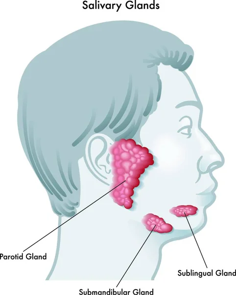 Vector Illustration Diagram Face Profile Noting Salivary Glands Locations Isolated — Stock Vector