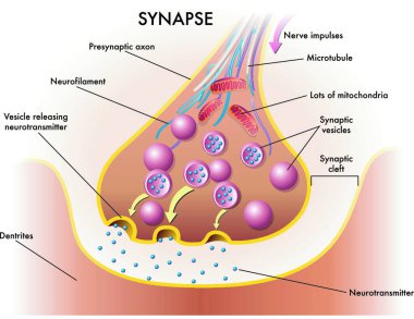 medical illustration of elements of synapse clipart