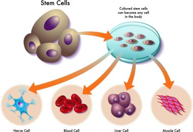 medical illustration of the function of stem cells in the human body clipart