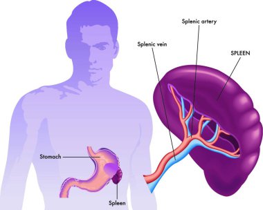 medical illustration of the spleen and its position in the human body clipart