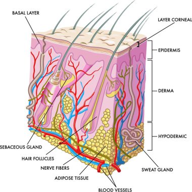medical illustration of the section of skin clipart