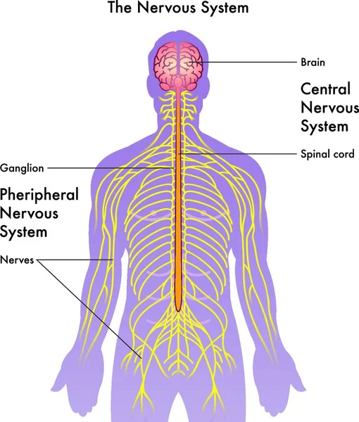 Illustrazione Medica Del Sistema Nervoso Sfondo Bianco — Vettoriale Stock