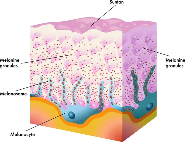 Illustration Médicale Processus Formation Bronzage — Image vectorielle