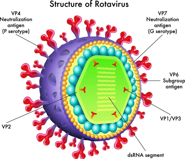 Rotavirüsün Yapısının Tıbbi Çizimi — Stok Vektör