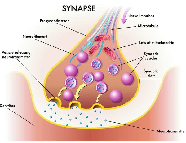 Ilustração Médica Elementos Sinapse — Vetor de Stock