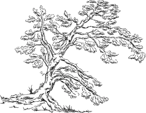 Vektori Iso Vanha Puu Eristetty Taustalla — vektorikuva