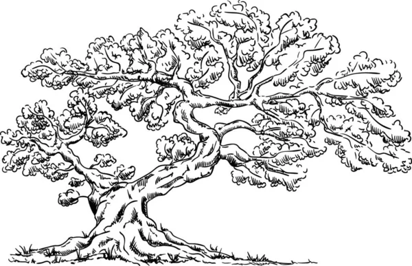 Vektor Velký Starý Strom Izolované Pozadí — Stockový vektor