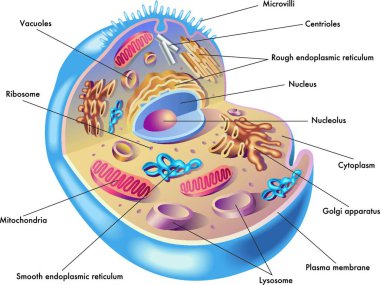 Medical illustration of elements of human cell clipart