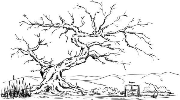 Vector Gran Árbol Viejo Aislado Fondo Estanque — Archivo Imágenes Vectoriales