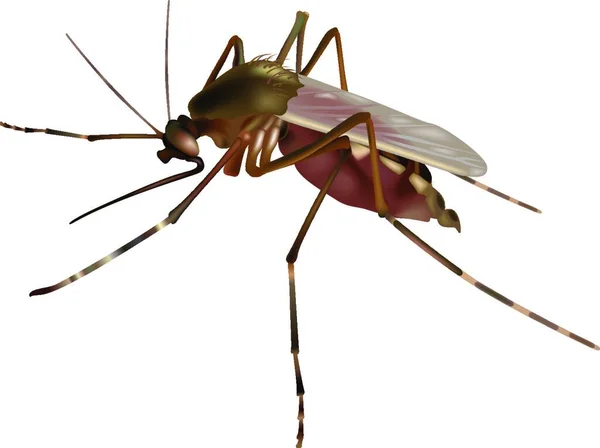 Mosquito Ilustración Coloreada Aislada Sobre Fondo Blanco Vector — Archivo Imágenes Vectoriales