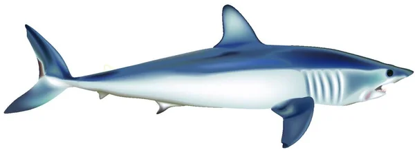 Kortvinnige Mako Isurus Oxyrinchus Gekleurde Illustratie Vector — Stockvector