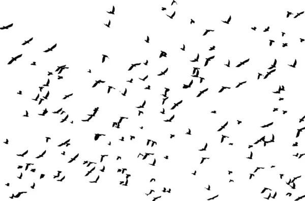 Illustration Vectorielle Nombreuses Silhouettes Oiseaux Noirs Volant Dans Ciel Déployant — Image vectorielle