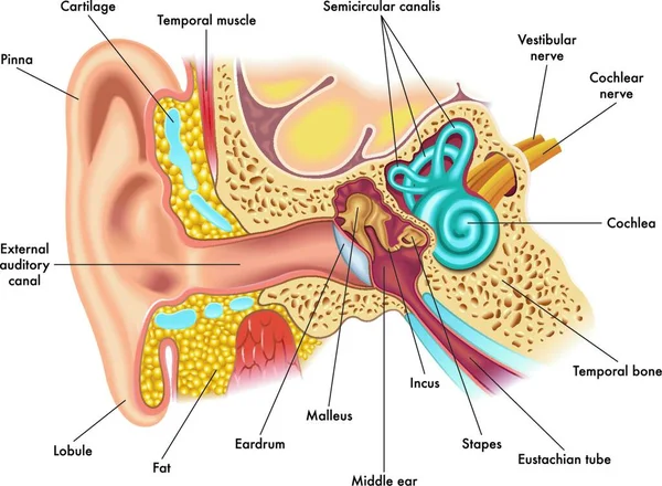 Medyczne Ilustracje Anatomii Ucha — Wektor stockowy