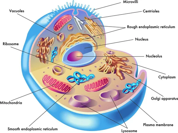 Ilustración Médica Elementos Las Células Humanas — Vector de stock