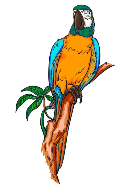 Guacamayo Loro Una Rama Ilustración Vectorial — Vector de stock