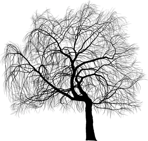 Ilustração Vetor Weeping Willow Ornamental Tree Aka Salix Babylonica Babylon — Vetor de Stock