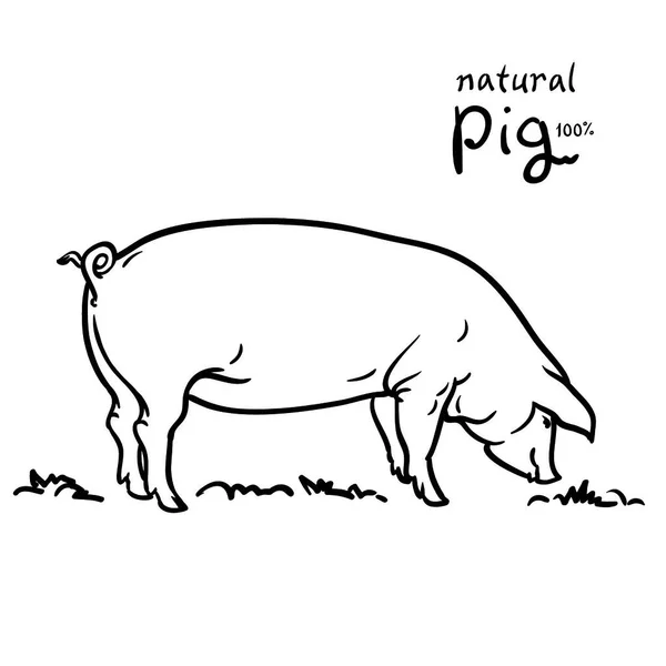 Cochon Illustration Isolé Sur Fond Blanc Les Pâturages — Image vectorielle
