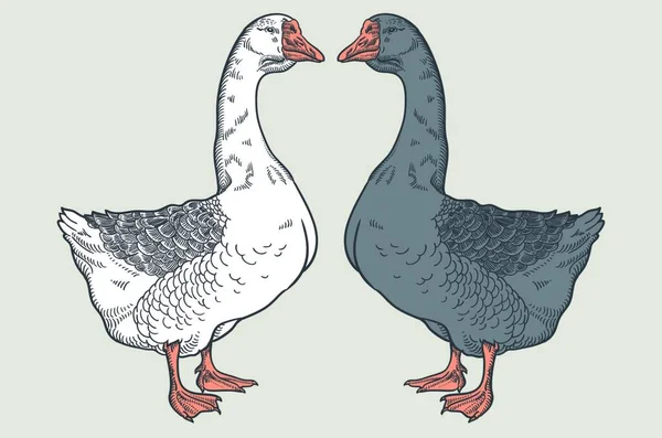 Ganso Branco Ganso Cinzento Ganso Desenhado Mão Aves Domésticas Desenho —  Vetores de Stock