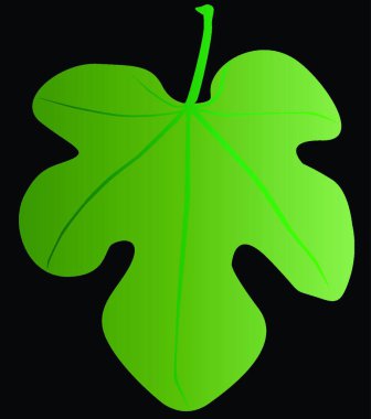 A fig leaf of the type worn by Adam and Eve in the Garden of Eden. clipart