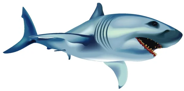 Gran Tiburón Blanco Carcharodon Carcharias Ilustración Coloreada Vector — Vector de stock