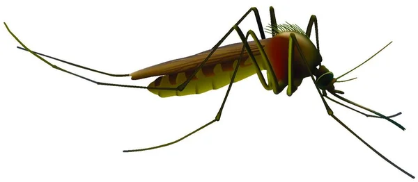 Mosquito Culex Pipiens Έγχρωμη Εικονογράφηση Διάνυσμα — Διανυσματικό Αρχείο