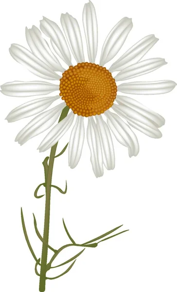 Camomille Matricaria Camomilla Illustration Colorée Vecteur — Image vectorielle
