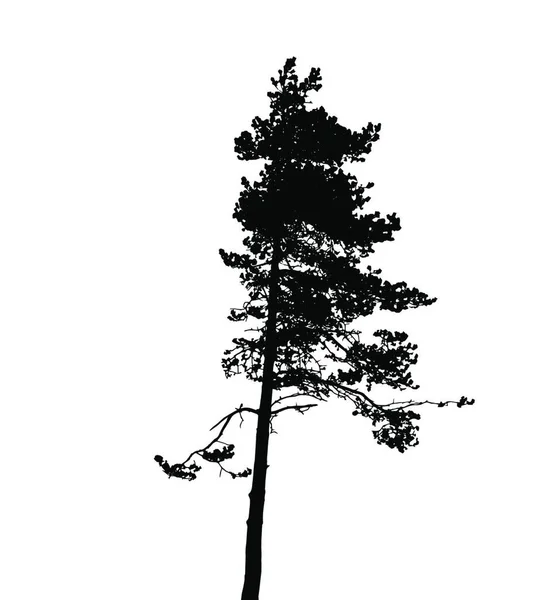 Tree Silhouette Izolovaná White Backgorundu Vektorová Ilustrace Eps10 — Stockový vektor