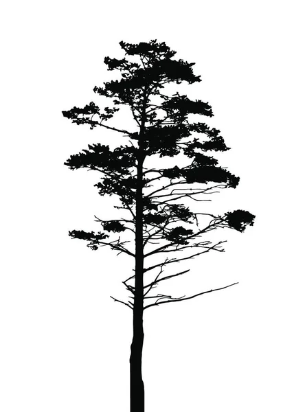 Silhouette Arbre Isolée Sur Fond Blanc Illustration Vectorielle Pse10 — Image vectorielle