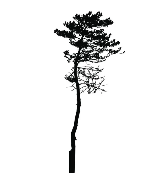 Tree Silhouette Izolovaná White Backgorundu Vektorová Ilustrace Eps10 — Stockový vektor