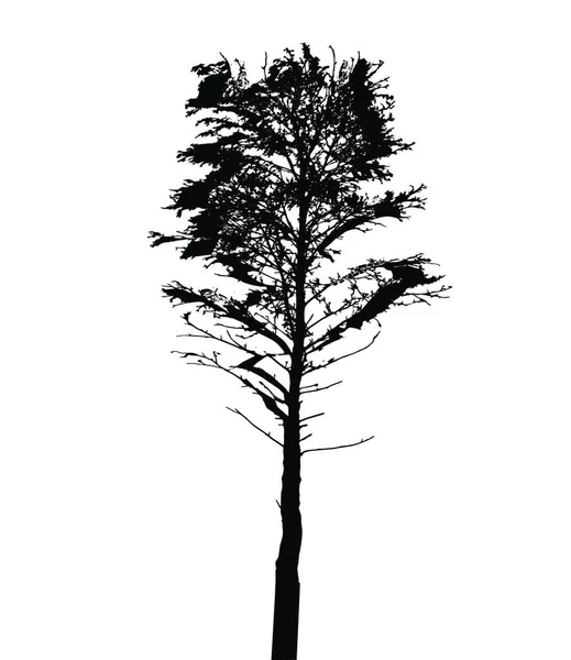 Silhouette Arbre Isolée Sur Fond Blanc Illustration Vectorielle Pse10 — Image vectorielle