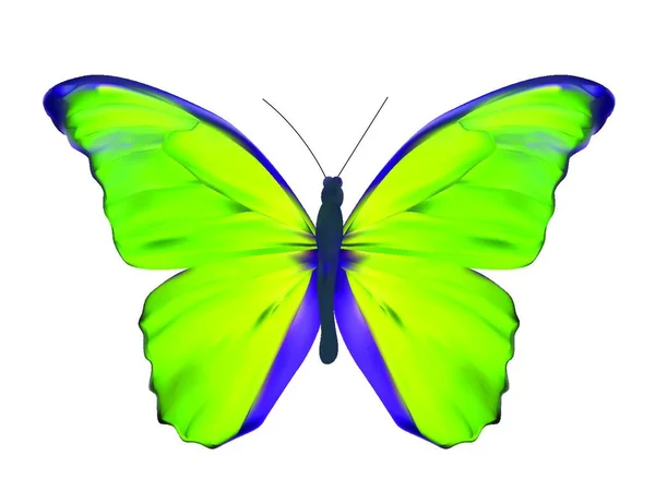 Mariposa Verde Aislada Ilustración Realista Blanca Del Vector — Vector de stock