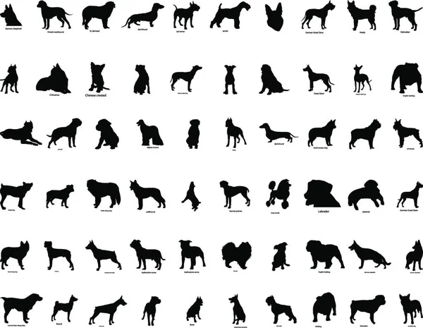 Big Collection Vector Silhouettes Dogs Breeds Description — Stock Vector