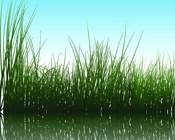 Vector Grass Silhouettes Background Reflection Water All Objects Separated — Stock Vector