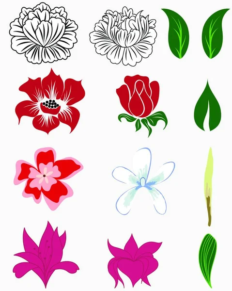 Set Aus Verschiedenen Blüten Und Blättern Zur Selbsttragenden Herstellung Floraler — Stockvektor