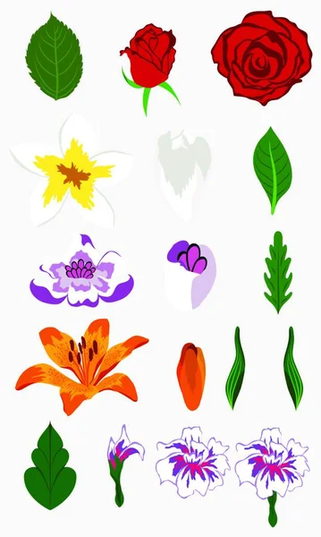 Conjunto Flores Diferentes Folhas Para Auto Sustentação Fazendo Floral Ornamentado — Vetor de Stock