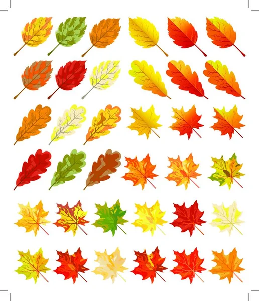 Sammlung Farbiger Herbstblätter Vektorillustration — Stockvektor