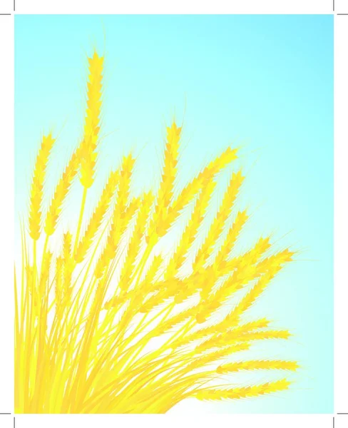 Ähren Von Weizen Auf Blauem Himmel Hintergrund Folge Vektor Abbildung — Stockvektor