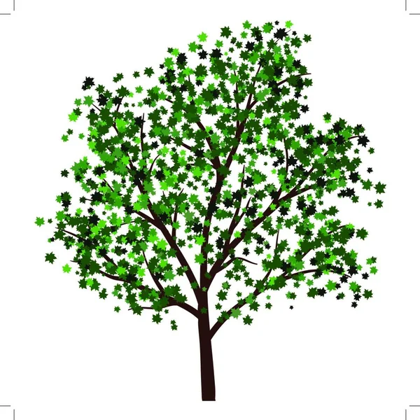 Árbol Verano Con Hojas Verdes Eps Ilustración Vectorial — Archivo Imágenes Vectoriales