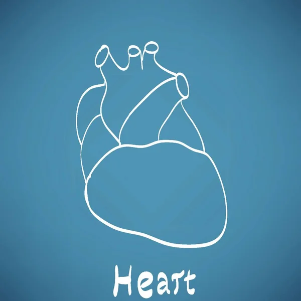 心脏解剖上黑板粉笔绘 — 图库矢量图片