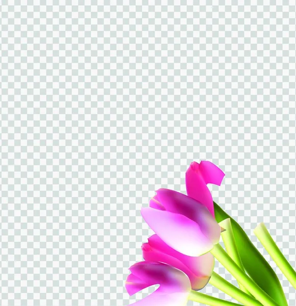 Krásný Růžový Realistický Tulipán Průhledném Pozadí Vektorové Ilustrace Eps10 — Stockový vektor