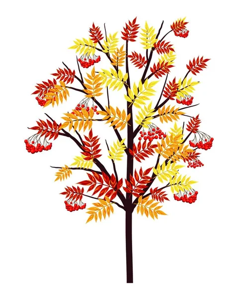 Φθινόπωρο Rowan Δέντρο Φύλλα Και Μούρα Άσπρο Φόντο Κομψή Σχεδίαση — Διανυσματικό Αρχείο