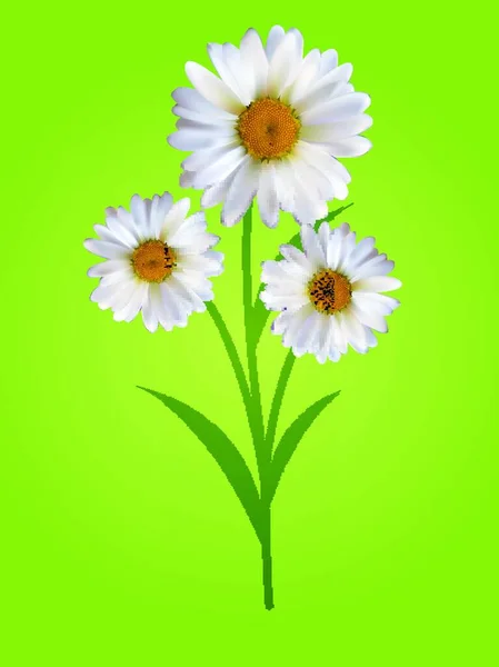 色彩斑斓的自然主义美丽3D洋甘菊背景图 第10部分 — 图库矢量图片