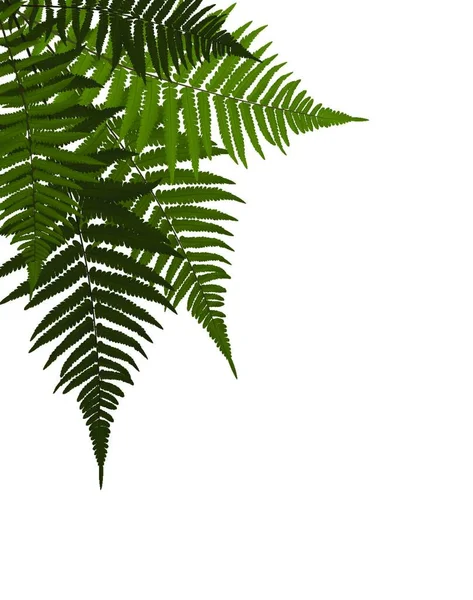 Fern Leaf Vector Hintergrundillustration Eps10 — Stockvektor