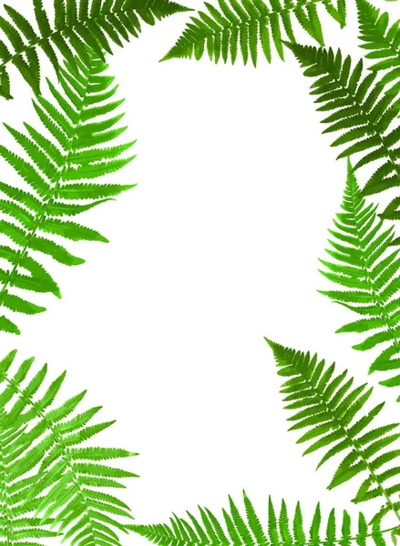 Fern Leaf Vector Background Illustration Eps10 — Stock Vector