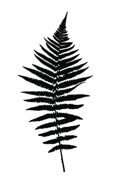 Fern Leaf Vector Fundo Ilustração Eps10 —  Vetores de Stock