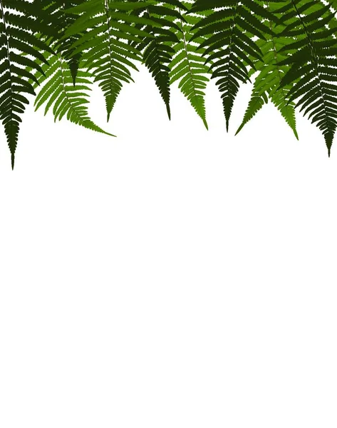 シダの葉ベクトルの背景イラスト Eps10 — ストックベクタ
