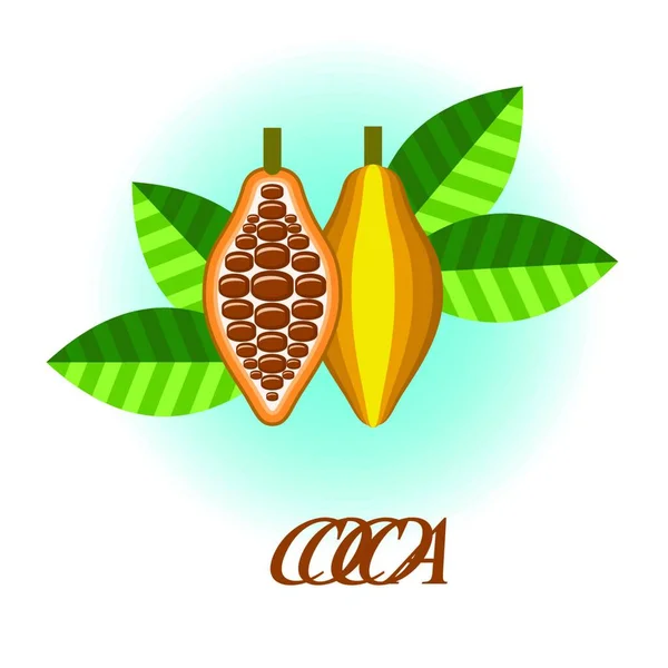 Векторный Плод Какао — стоковый вектор