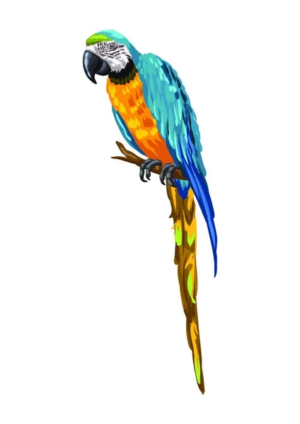 Närbild Vackra Macaw Papegoja — Stock vektor