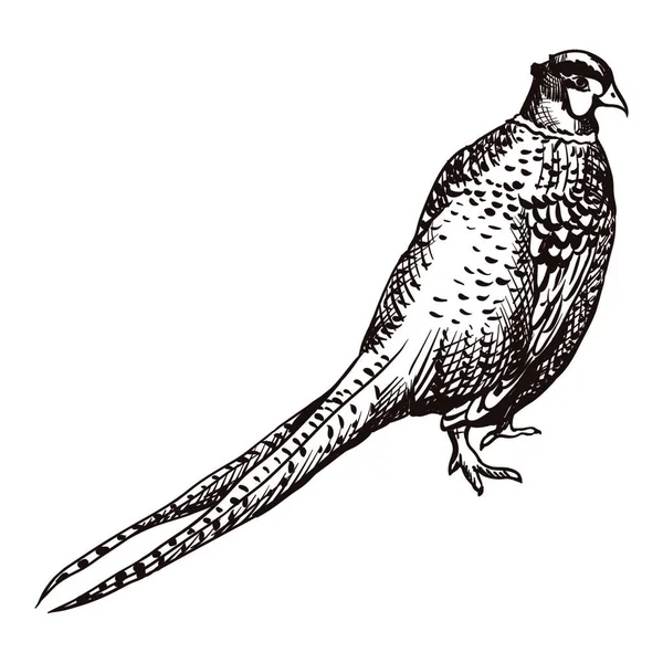 Antieke Gravering Fazant Illustratie Abstracte Handgetekende Vogel Antieke Gravering Fazant — Stockvector