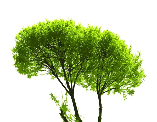 Χρωματισμένο Δέντρο Σιλουέτας Απομονωμένο Στο White Backgorund Εικονογράφηση Διανύσματος — Διανυσματικό Αρχείο